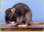 rat control Deptford